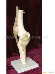 醫藥教學器材 現代醫學教育的核心支撐